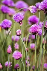 Close-up of purple flowering plants on field