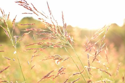 Close-up of fresh plants against sky