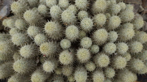 Full frame shot of cactus