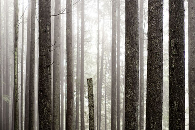 Pine trees in forest