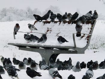 High angle view of ducks on snow covered field