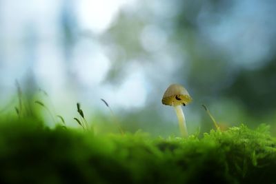 Close-up of mushroom