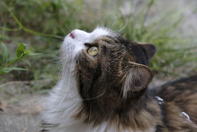 Close-up of a cat looking up