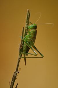 Close-up of grasshopper