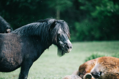 Side view of black horse standing on field