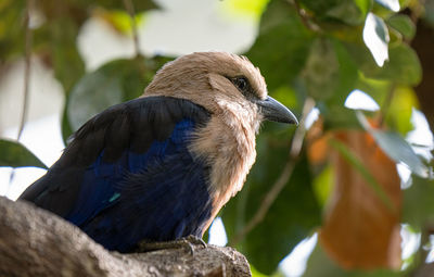 Adult blue bellied roller gets a close up perched high above you