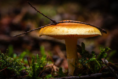 Close-up of mushroom growing on field