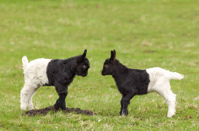 Side view of kid goats standing on field