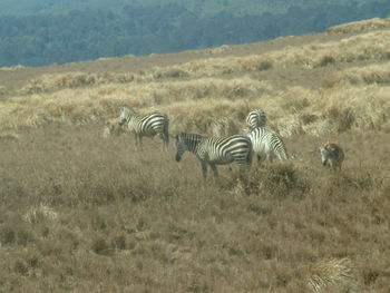 Zebras on grass