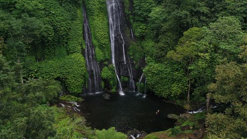 Stream amidst trees in forest