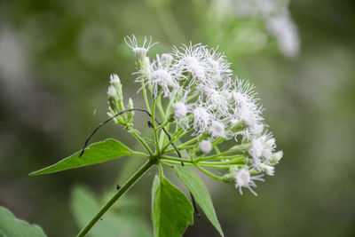 Close-up of white flowers