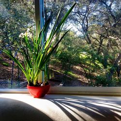 Potted plants on window sill