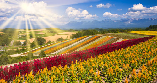 Beautiful flower fields in biei, hill town