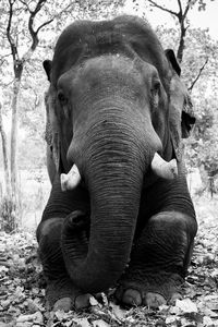 Elephant on field