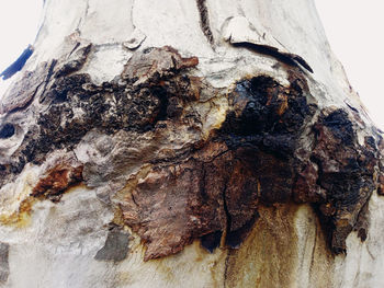 Close-up of tree trunk