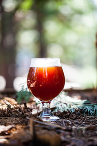 Close-up of wineglass in forest