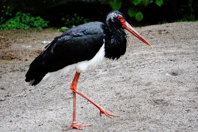 Close-up of a bird perching on a field