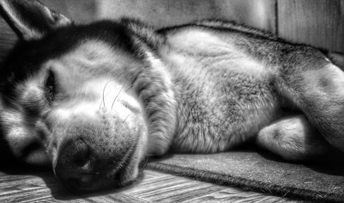 Close-up of dog sleeping on sofa