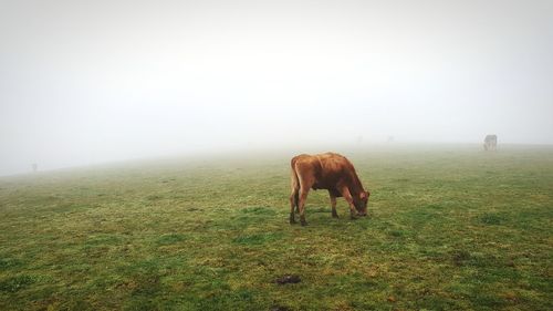 Horse grazing in a field