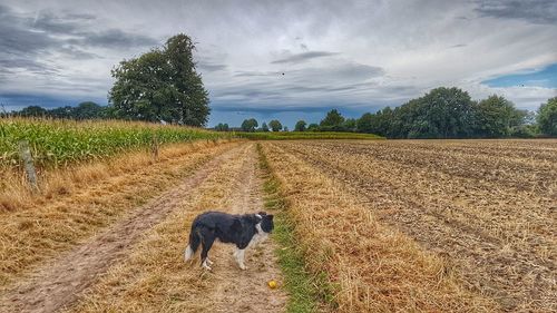 View of dog on field against sky