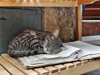 Cat sleeping on book