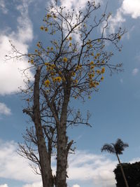 Low angle view of bare tree against cloudy sky