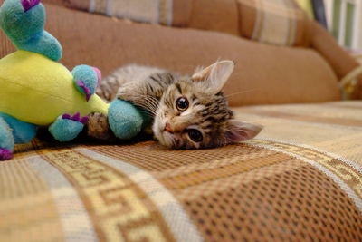 Portrait of tabby kitten lying with toy on sofa at home