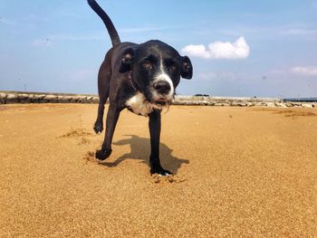 Portrait of dog on beach
