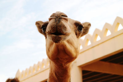 Close-up of camel in manama bahrain 