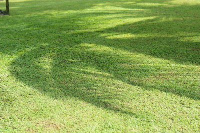 High angle view of green grass on field