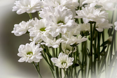 Close-up of white flowers blooming outdoors