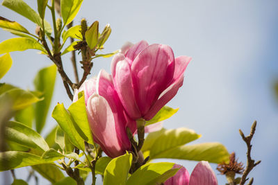 Close-up of pink flower blooming outdoors