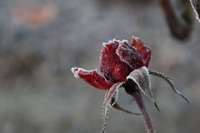 Close-up of frozen plant