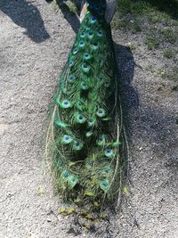 High angle view of peacock feather on land