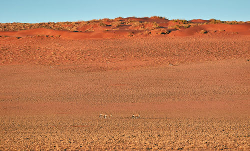 Herd of oryx in the namib desert