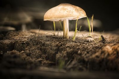 Close-up of mushroom growing on field