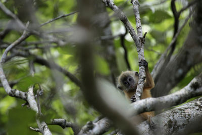 Low angle view of monkey on tree