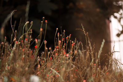 Close-up of plants growing on field