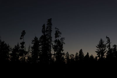Low angle view of silhouette trees against sky at night