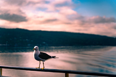 Seagull perching on a lake