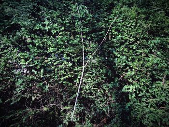 Plants growing on tree trunk