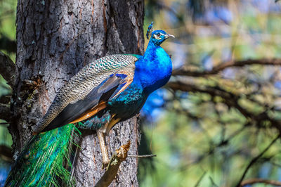 Close-up of peacock perching on tree branch