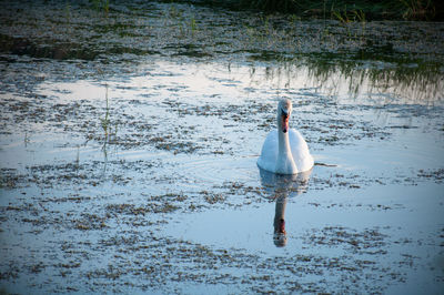 Swan swimming in lake