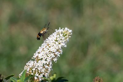 Close-up of bee pollinating on flower