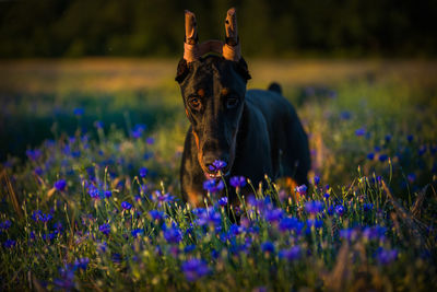 View of a dog on field