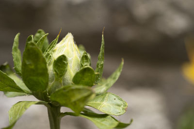Close-up of fresh green plant