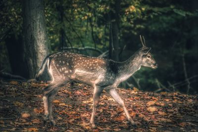 Deer in a forest