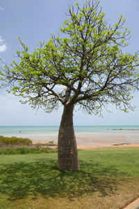 Tree on field against sky