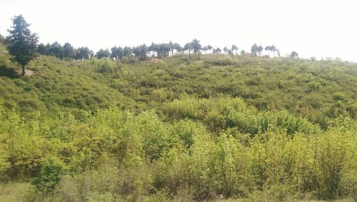 Trees growing on field