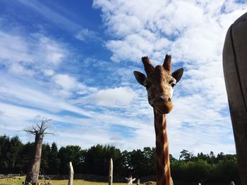 Low angle portrait of horse against sky